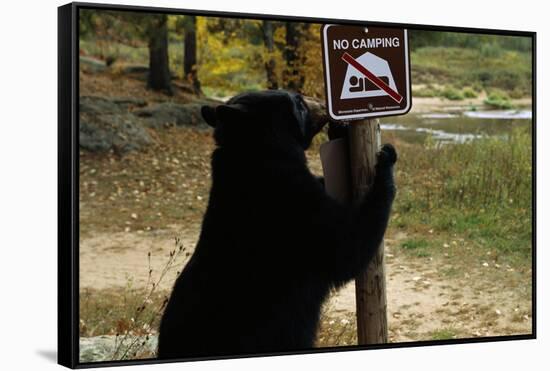 Black Bear Scratching Post-W^ Perry Conway-Framed Stretched Canvas