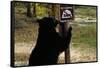 Black Bear Scratching Post-W^ Perry Conway-Framed Stretched Canvas