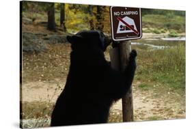 Black Bear Scratching Post-W^ Perry Conway-Stretched Canvas