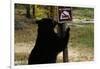Black Bear Scratching Post-W^ Perry Conway-Framed Photographic Print