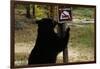 Black Bear Scratching Post-W^ Perry Conway-Framed Photographic Print