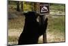 Black Bear Scratching Post-W^ Perry Conway-Mounted Photographic Print