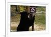 Black Bear Scratching Post-W^ Perry Conway-Framed Photographic Print