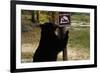 Black Bear Scratching Post-W^ Perry Conway-Framed Photographic Print