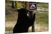 Black Bear Scratching Post-W^ Perry Conway-Mounted Photographic Print