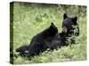 Black Bear Sow Nursing a Spring Cub, Yellowstone National Park, Wyoming, USA-James Hager-Stretched Canvas