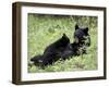 Black Bear Sow Nursing a Spring Cub, Yellowstone National Park, Wyoming, USA-James Hager-Framed Photographic Print