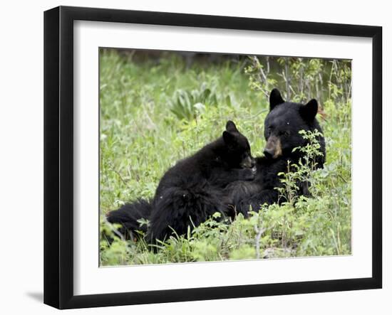 Black Bear Sow Nursing a Spring Cub, Yellowstone National Park, Wyoming, USA-James Hager-Framed Photographic Print