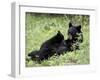 Black Bear Sow Nursing a Spring Cub, Yellowstone National Park, Wyoming, USA-James Hager-Framed Photographic Print