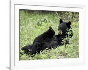 Black Bear Sow Nursing a Spring Cub, Yellowstone National Park, Wyoming, USA-James Hager-Framed Photographic Print