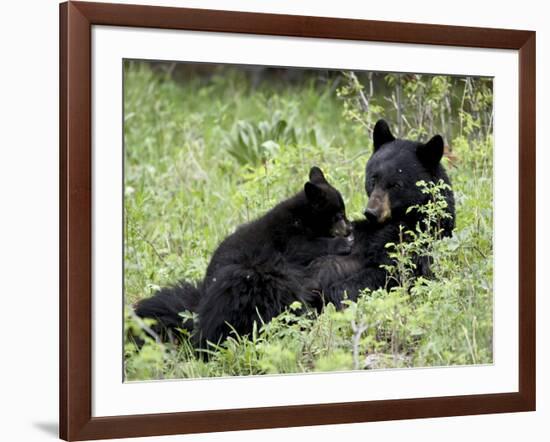 Black Bear Sow Nursing a Spring Cub, Yellowstone National Park, Wyoming, USA-James Hager-Framed Photographic Print