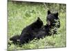 Black Bear Sow Nursing a Spring Cub, Yellowstone National Park, Wyoming, USA-James Hager-Mounted Photographic Print