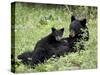 Black Bear Sow Nursing a Spring Cub, Yellowstone National Park, Wyoming, USA-James Hager-Stretched Canvas