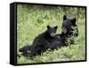 Black Bear Sow Nursing a Spring Cub, Yellowstone National Park, Wyoming, USA-James Hager-Framed Stretched Canvas