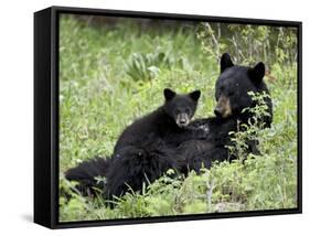 Black Bear Sow Nursing a Spring Cub, Yellowstone National Park, Wyoming, USA-James Hager-Framed Stretched Canvas