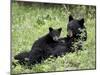 Black Bear Sow Nursing a Spring Cub, Yellowstone National Park, Wyoming, USA-James Hager-Mounted Premium Photographic Print