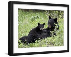 Black Bear Sow Nursing a Spring Cub, Yellowstone National Park, Wyoming, USA-James Hager-Framed Photographic Print