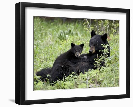 Black Bear Sow Nursing a Spring Cub, Yellowstone National Park, Wyoming, USA-James Hager-Framed Photographic Print