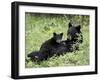 Black Bear Sow Nursing a Spring Cub, Yellowstone National Park, Wyoming, USA-James Hager-Framed Photographic Print