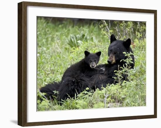 Black Bear Sow Nursing a Spring Cub, Yellowstone National Park, Wyoming, USA-James Hager-Framed Photographic Print