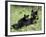 Black Bear Sow Nursing a Spring Cub, Yellowstone National Park, Wyoming, USA-James Hager-Framed Photographic Print