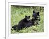 Black Bear Sow Nursing a Spring Cub, Yellowstone National Park, Wyoming, USA-James Hager-Framed Photographic Print