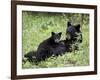 Black Bear Sow Nursing a Spring Cub, Yellowstone National Park, Wyoming, USA-James Hager-Framed Photographic Print