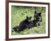 Black Bear Sow Nursing a Spring Cub, Yellowstone National Park, Wyoming, USA-James Hager-Framed Photographic Print