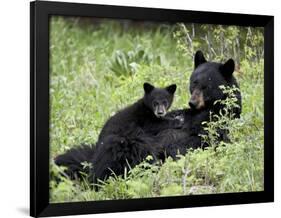 Black Bear Sow Nursing a Spring Cub, Yellowstone National Park, Wyoming, USA-James Hager-Framed Photographic Print