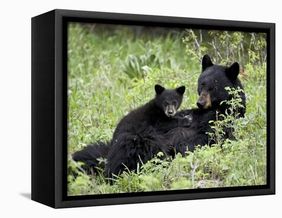 Black Bear Sow Nursing a Spring Cub, Yellowstone National Park, Wyoming, USA-James Hager-Framed Stretched Canvas