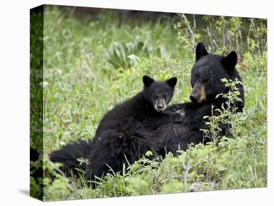 Black Bear Sow Nursing a Spring Cub, Yellowstone National Park, Wyoming, USA-James Hager-Stretched Canvas