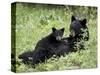 Black Bear Sow Nursing a Spring Cub, Yellowstone National Park, Wyoming, USA-James Hager-Stretched Canvas