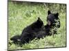 Black Bear Sow Nursing a Spring Cub, Yellowstone National Park, Wyoming, USA-James Hager-Mounted Photographic Print