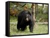 Black Bear Sow, Yellowstone National Park, Wyoming, USA-James Hager-Framed Stretched Canvas