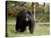 Black Bear Sow, Yellowstone National Park, Wyoming, USA-James Hager-Stretched Canvas