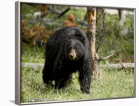 Black Bear Sow, Yellowstone National Park, Wyoming, USA-James Hager-Framed Photographic Print