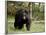 Black Bear Sow, Yellowstone National Park, Wyoming, USA-James Hager-Framed Photographic Print