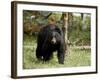 Black Bear Sow, Yellowstone National Park, Wyoming, USA-James Hager-Framed Photographic Print