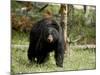 Black Bear Sow, Yellowstone National Park, Wyoming, USA-James Hager-Mounted Photographic Print