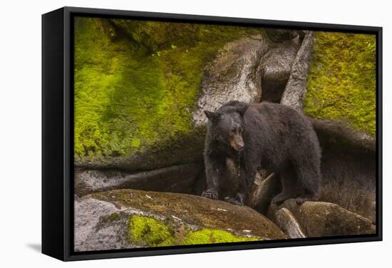 Black Bear Standing on Boulders, Tongass National Forest Alaska, USA-Jaynes Gallery-Framed Stretched Canvas