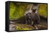 Black Bear Standing on Boulders, Tongass National Forest Alaska, USA-Jaynes Gallery-Framed Stretched Canvas