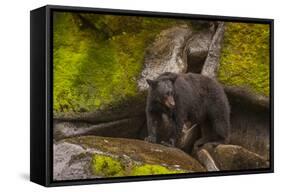 Black Bear Standing on Boulders, Tongass National Forest Alaska, USA-Jaynes Gallery-Framed Stretched Canvas