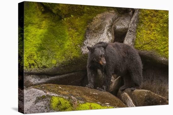 Black Bear Standing on Boulders, Tongass National Forest Alaska, USA-Jaynes Gallery-Stretched Canvas