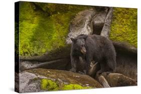 Black Bear Standing on Boulders, Tongass National Forest Alaska, USA-Jaynes Gallery-Stretched Canvas