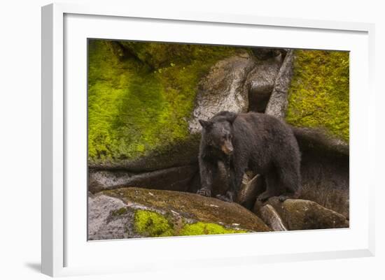 Black Bear Standing on Boulders, Tongass National Forest Alaska, USA-Jaynes Gallery-Framed Photographic Print