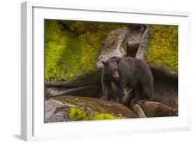 Black Bear Standing on Boulders, Tongass National Forest Alaska, USA-Jaynes Gallery-Framed Photographic Print