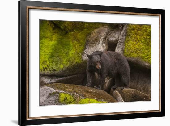 Black Bear Standing on Boulders, Tongass National Forest Alaska, USA-Jaynes Gallery-Framed Photographic Print
