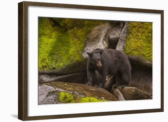 Black Bear Standing on Boulders, Tongass National Forest Alaska, USA-Jaynes Gallery-Framed Photographic Print