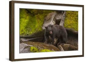 Black Bear Standing on Boulders, Tongass National Forest Alaska, USA-Jaynes Gallery-Framed Photographic Print