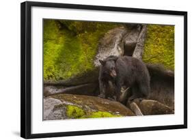 Black Bear Standing on Boulders, Tongass National Forest Alaska, USA-Jaynes Gallery-Framed Photographic Print